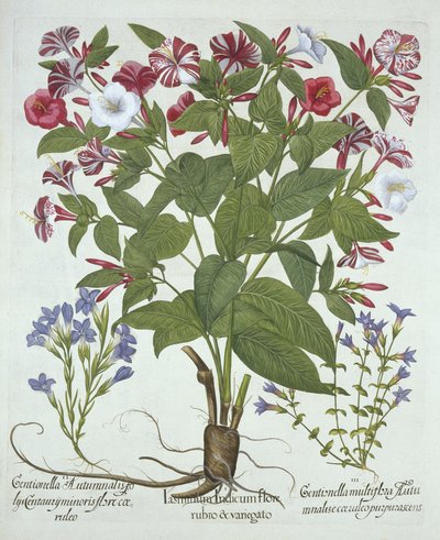 A Maravilha do Peru e Duas Variedades de Genciana, de Hortus Eystettensis, de Basil Besler (1561-1629), pub. 1613 (gravura colorida à mão) de German School