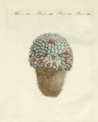 O cardo melão em forma de peito (gravura colorida) de German School