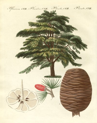 O cedro do Líbano (gravura colorida) de German School