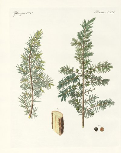 O zimbro comum (gravura colorida) de German School