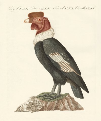 O condor (gravura colorida) de German School