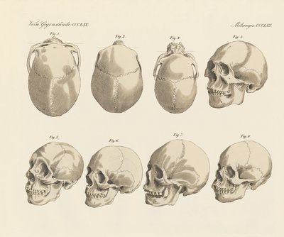 O crânio das cinco raças humanas (gravura colorida) de German School