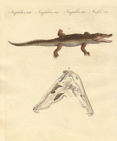 O crocodilo de São Domingos (gravura colorida) de German School