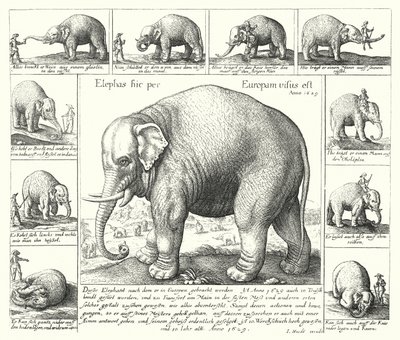 O elefante dócil (gravura) de German School
