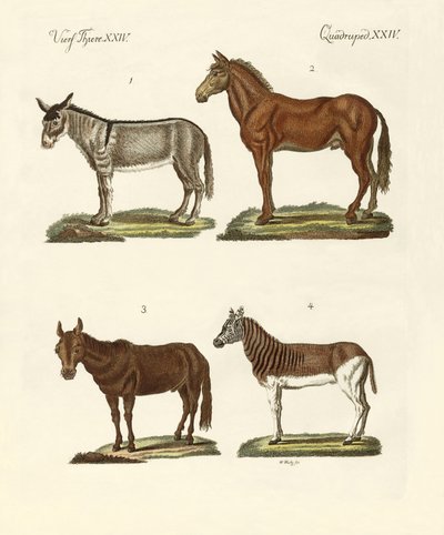 O burro e suas variedades de German School