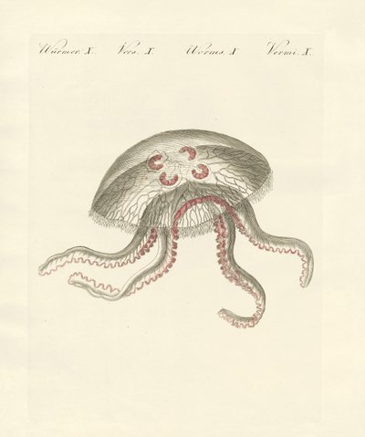 A medusa auricular (gravura colorida) de German School