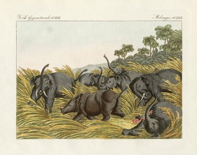 A luta do rinoceronte com os elefantes (gravura colorida) de German School