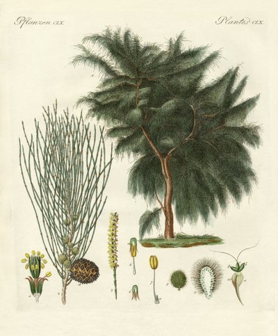 A casuarina de quatro flocos (gravura colorida) de German School