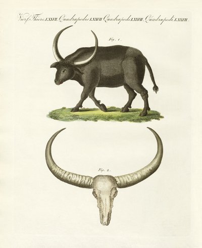 O búfalo gigante (gravura colorida) de German School