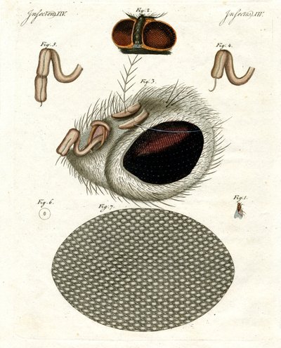 A cabeça de uma mosca de German School