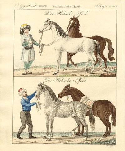 O cavalo com os seus diferentes tipos (gravura colorida) de German School