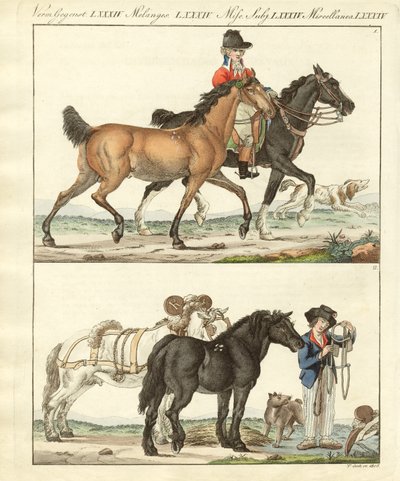 O cavalo com os seus diferentes tipos (gravura colorida) de German School