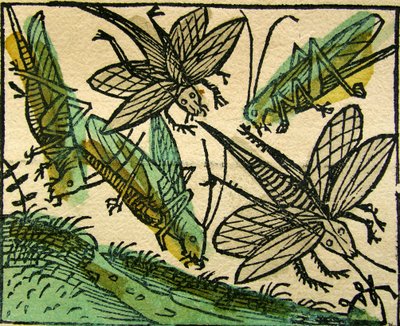 A praga dos gafanhotos, publicada no Nuremberg Chronicle, 1493 de German School