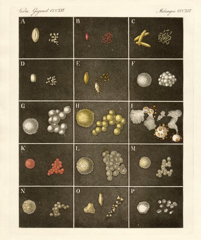 O pólen ou pólen de plantas (gravura colorida) de German School