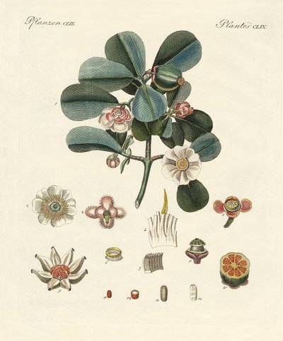 Os clusia de cor rosa (gravação a cores) de German School