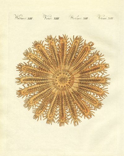 A estrela do mar em forma de ouriço de German School