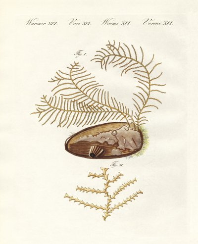 O hidróide sertulariano (gravura colorida) de German School