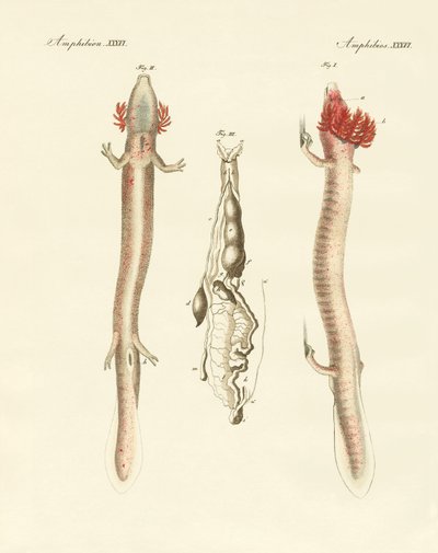 O Proteus sinuoso (gravura colorida) de German School