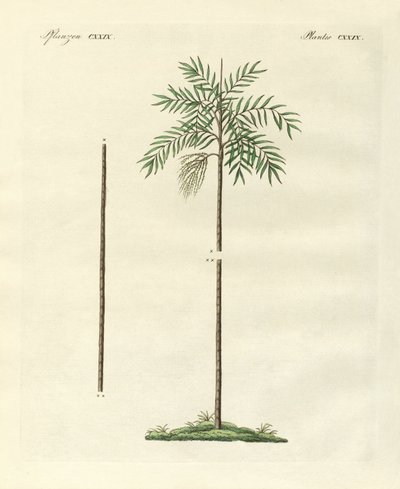 A palma delgada da Nova Irlanda (gravura colorida) de German School