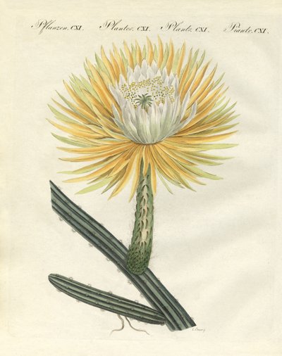 O esplêndido cardo da tocha de flores grandes de German School