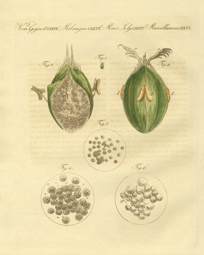 A ustilaginomycotina do trigo (gravação colorida) de German School