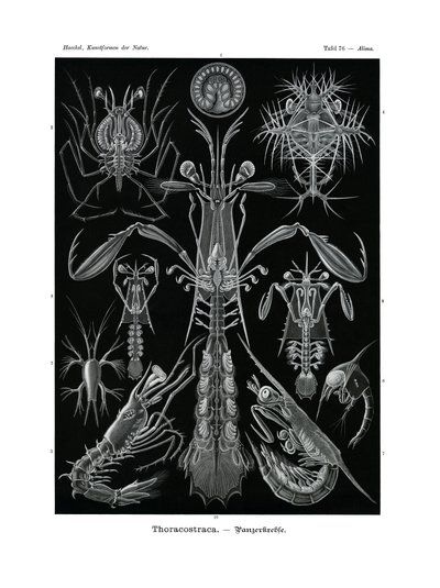 Thoracostraca, 1899-1904 de German School