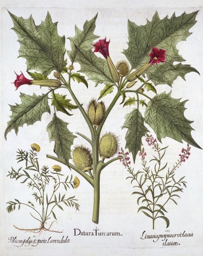 Thorn Apple, Germander e Purple Toadflax, de Hortus Eystettensis, de Basil Besler (1561-1629), pub. 1613 (gravura colorida à mão) de German School