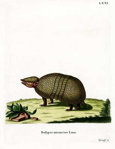 Armadillo de três bandas (gravação a cores) de German School