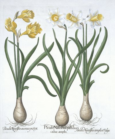 Três Pseudo-Narcisos, de Hortus Eystettensis, por Basil Besler (1561-1629) pub. 1613 (gravura colorida à mão) de German School