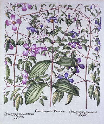 Três tipos de Clematis, de Hortus Eystettensis, por Basil Besler (1561-1629), pub. 1613 (gravura colorida à mão) de German School