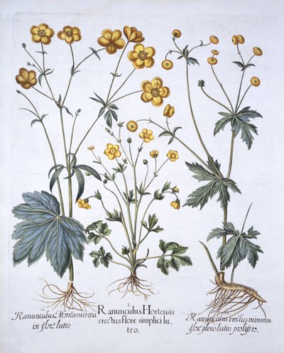 Três variedades de Buttercup, de Hortus Eystettensis, por Basil Besler (1561-1629), pub. 1613 (gravura colorida à mão) de German School