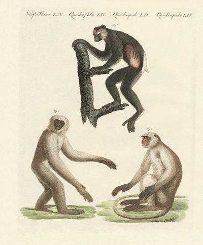 Três tipos de macacos (gravura colorida) de German School