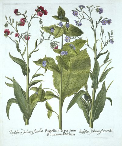 Três variedades de Bugloss, de Hortus Eystettensis, de Basil Besler (1561-1629), pub. 1613 (gravura colorida à mão) de German School