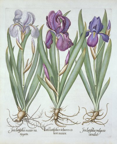 Três variedades de íris de barba rizomatosas, de Hortus Eystettensis, por Basil Besler (1561-1629) pub. 1613 de German School