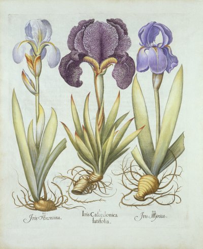 Três variedades de íris rizomatosas sem barba, de Hortus Eystettensis, por Basil Besler (1561-1629) pub. 1613 (gravura colorida à mão) de German School