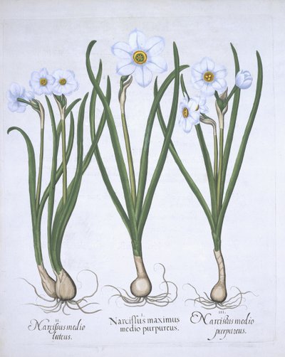 Três narcisos brancos, de Hortus Eystettensis, pelo bar de Basil Besler (1561-1629). 1613 (gravura colorida à mão) de German School