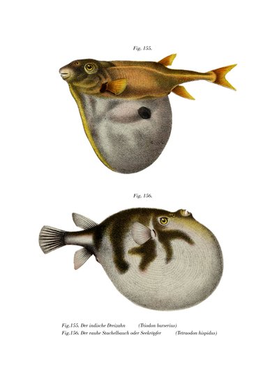 Puffer de três dentes (cor litho) de German School
