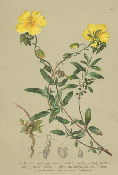 Rocha-rosa de folhas de tomilho (Helianthemum grandiflorum, Helianthemum serpyllifolium, Helianthemum vulgaris) de German School