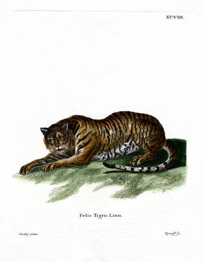 Tigre (gravura colorida) de German School