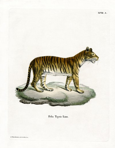 Tigre (gravura colorida) de German School