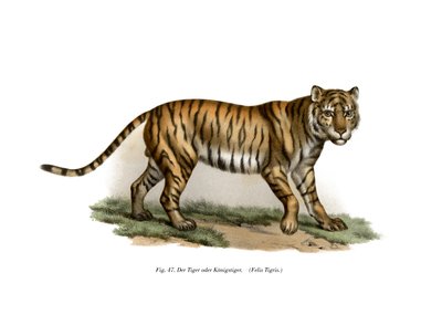 Tigre, 1860 de German School