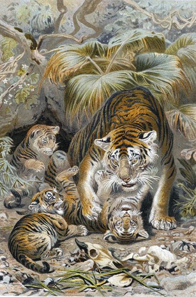Tigre, prato de "Brehms Tierleben": Allgemeine Kunde des Tierreichs", vol.1, p.391, publicado pelo Bibliographisches Institut de German School