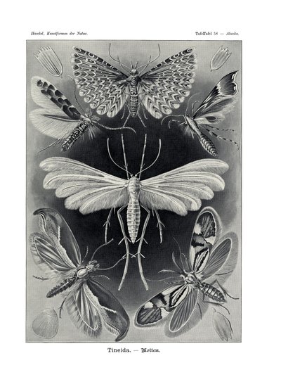 Tineida, 1899-1904 de German School