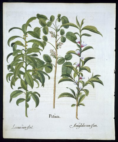 Título: Noz de pistache, louro (Laurus Nobilis) e amêndoa, prato 6 de Hortus Eystettensis por Basil Besler (1561 - 1629) pub 1613 (gravura colorida à mão) de German School