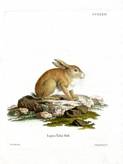 Tolai Hare (gravura colorida) de German School