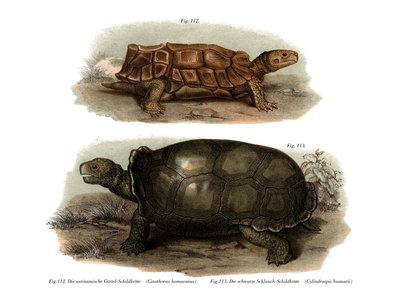 Tartaruga (cor litho) de German School