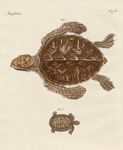 Tartarugas (gravura colorida) de German School