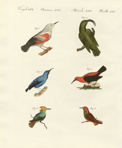 Treecreepers e beija-flores de German School