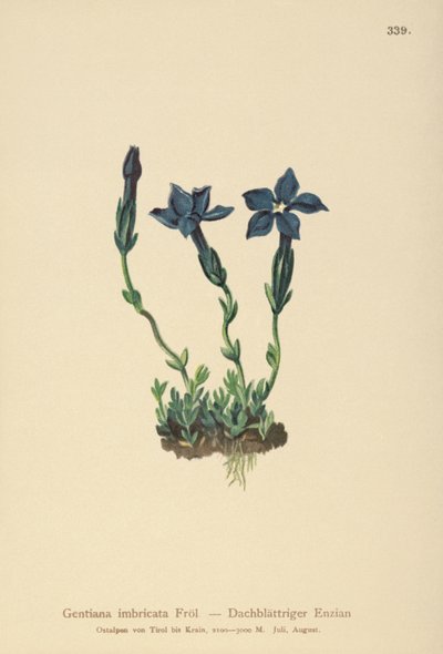 Triglav Genciana (Gentiana terglouensis, Gentiana imbricata) de German School
