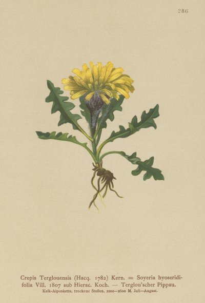 Triglav Hawksbeard (Crepis Terglouensis, Soyeria hyoseridifolia sub Hierac.) de German School